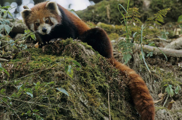 Lesser panda