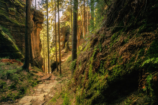 gorge in czech switzerland, conifers and stones