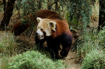 Lesser panda