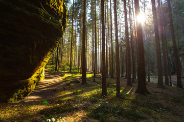 gorge in czech switzerland, conifers and stones