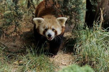 Lesser panda