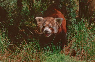 Lesser panda