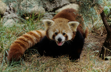 Lesser panda