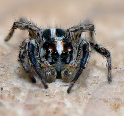spider arthropod weaving a web