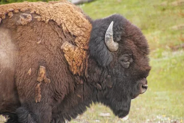 Raamstickers Dichte mening van een mannelijke bizon die in het Nationale Park van Yellowstone, Wyoming . loopt © donyanedomam