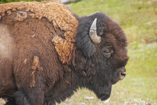 Close view of a male bison walking in Yellowstone National Park, Wyoming