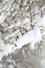 Flowers of the cherry blossoms on a spring day.savsat/artvin