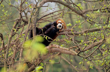 Obraz premium Lesser panda