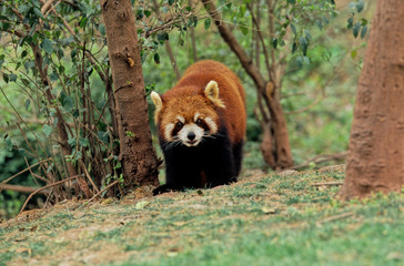Lesser panda