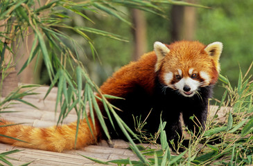 Lesser panda