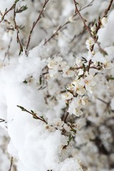 Flowers of the cherry blossoms on a spring day.savsat/artvin