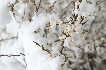 Flowers of the cherry blossoms on a spring day.savsat/artvin