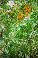 Top of rubber tree and rubber leaf and rubber plantation tree background at Tay Ninh, Vietnam.