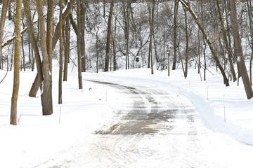 Road through Winter Woods