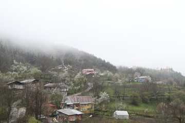 Flowers of the cherry blossoms on a spring day.savsat/artvin