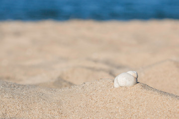 Shell on the sand on the beach with the sunlight
