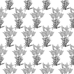black lily pattern isolate object white background flower