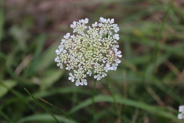 Queen Anne's Lace Close Up