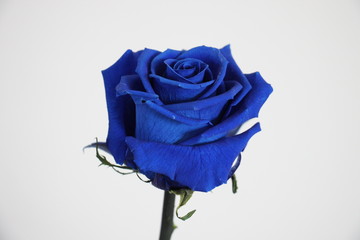 Une rose bleue éternelle, cette rose reste fraiche pendant trois au quatre ans. An eternal blue...