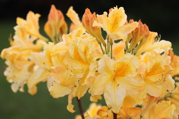 Fototapeta premium Une grappe de fleurs de rhododendrons aux couleurs jaunes et orange. A cluster of rhododendron flowers in yellow and orange colors