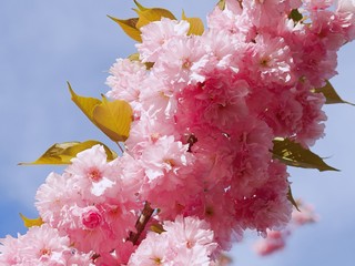 Cherry blossoms closeup and a blue sky in the background on a beautiful spring day.