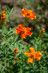 Calendula red flowers in the garden