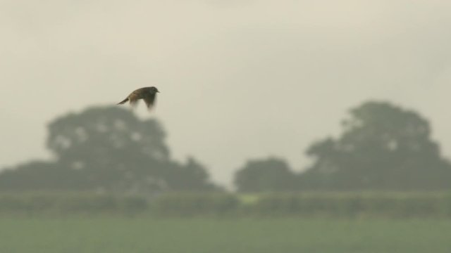 Eurasian skylark (Alauda arvensis) flying above grassy field, Cranborne Chase, Wiltshire, UK