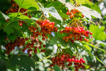 Cherry berries on the tree in summer