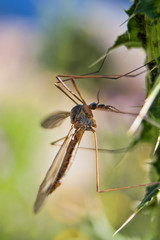 A mosquito on a plant