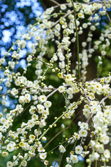 城南宮の枝垂れ梅