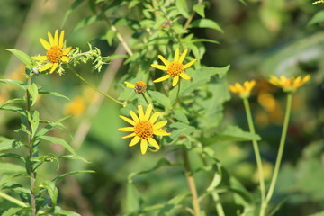 yellow flowers in the grass