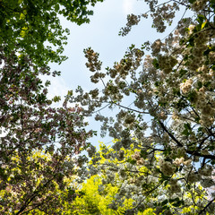 branches in the forest and spring sky
