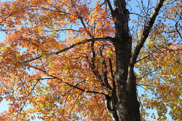 autumn in the forest
