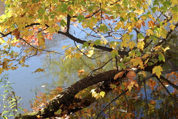 autumn leaves over the water