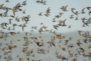 Flock of birds, sandpiper