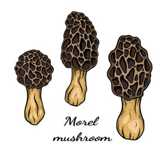 Morel mushroom hand drawn vector illustration. Sketch style drawing isolated on white background with sliced pieces. Organic vegetarian object for menu, label, recipe, product packaging