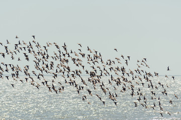 Flock of birds, sandpiper
