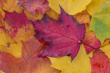Big red and yellow maple leaves   in autumn 