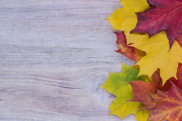 Big red and yellow maple leaves  on wooden table in autumn 