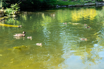 Enten mit Küken im Wasser