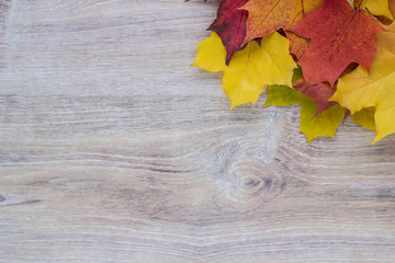 Big red and yellow maple leaves  on wooden table in autumn 
