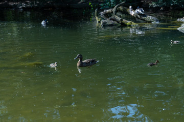 Enten mit Küken im Wasser