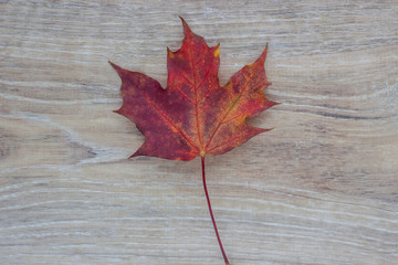 Naklejka na ściany i meble Big red maple leaf on wooden table in autumn 