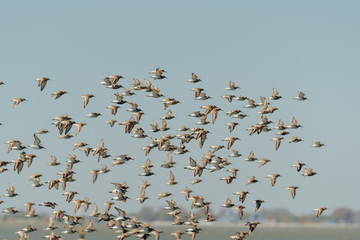 Flock of birds, sandpiper