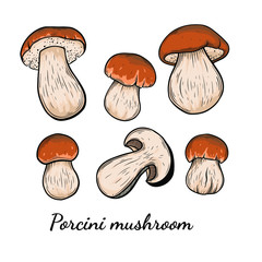 Porcini mushroom hand drawn vector illustration. Sketch style drawing isolated on white background with sliced pieces. Organic vegetarian object for menu, label, recipe, product packaging