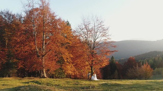 The youth. Wedding couple stands on a high mountain slope near a beautiful autumn tree. Beautiful bride and groom. Autumn sunset. Man and woman in love. Wedding day. Aerial view.