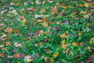 Big red and yellow maple leaves  on green grass in autumn 