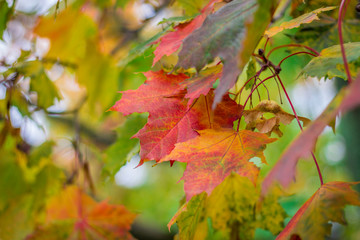 Big red and yellow maple leaves  on the tree in autumn 