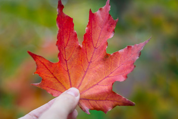 Big red maple leaf  in the hand in autumn closeup