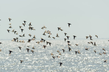 Flock of birds, sandpiper